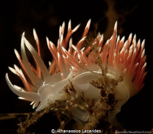 Title: "Ruby", Name of species: Flabellina lineata. From ... by Athanassios Lazarides 